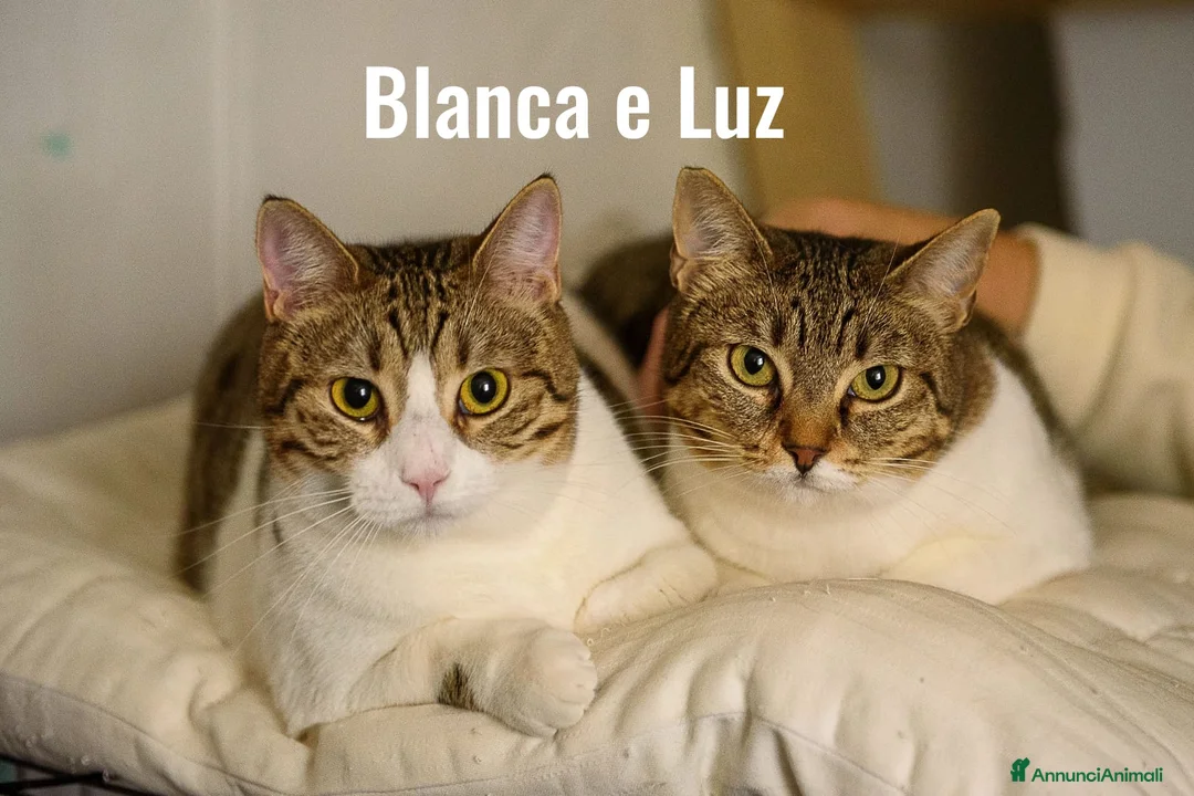 Europeo gatti in regalo: Luz e Blanca, una mamma e la sua piccola ombra - Annuncio 1