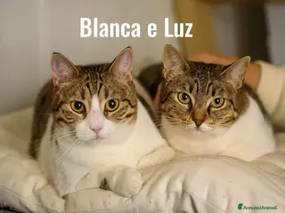 Europeo gatti Luz e Blanca, una mamma e la sua piccola ombra - Annuncio 12