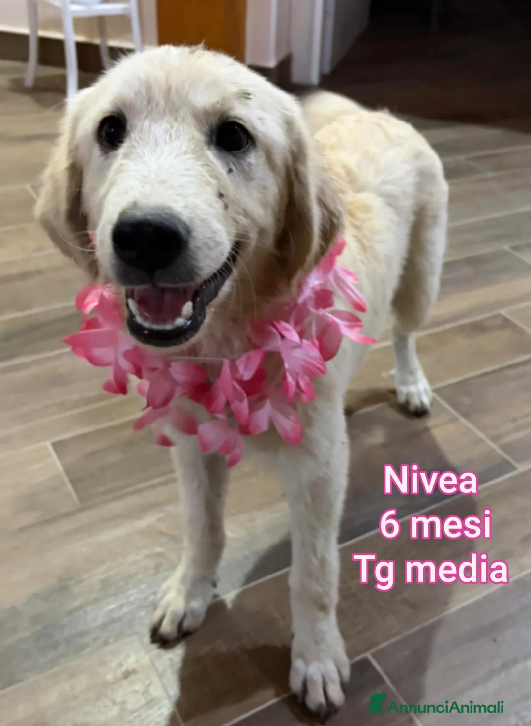 Meticcio cani in regalo: TROPPI CUCCIOLI SOLI IN RIFUGIO  a Provincia di Verona - Annuncio 12