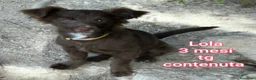 Meticcio cani in regalo: CUCCIOLI ESCLUSI E SOLI!!! a Città Metropolitana di Genova - Annuncio 6