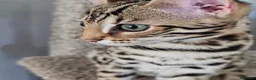 Bengala gatti in vendita: Bellissimi cuccioli di bengala - Annuncio 7