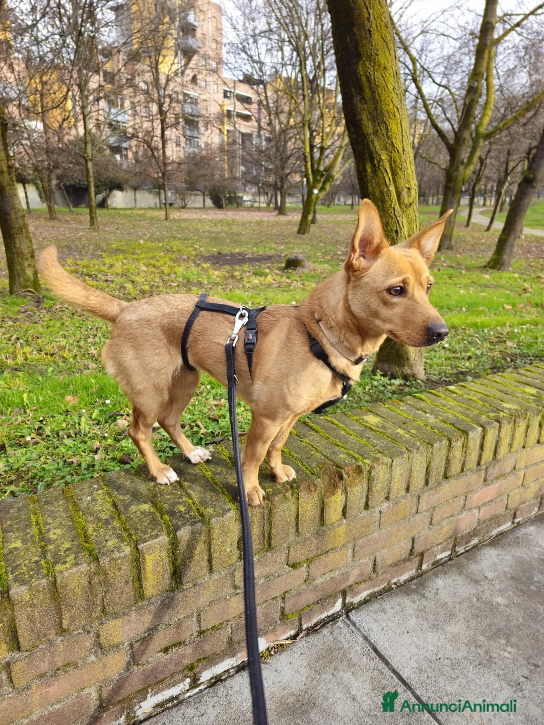 Meticcio cani in regalo: JOY, tenera cagnolina in adozione! - Annuncio 2
