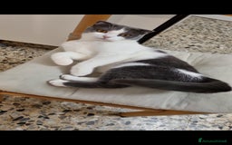 Scottish gatti per accoppiamento: Mia cerca fidanzato a Città metropolitana di Milano - Immagine 3