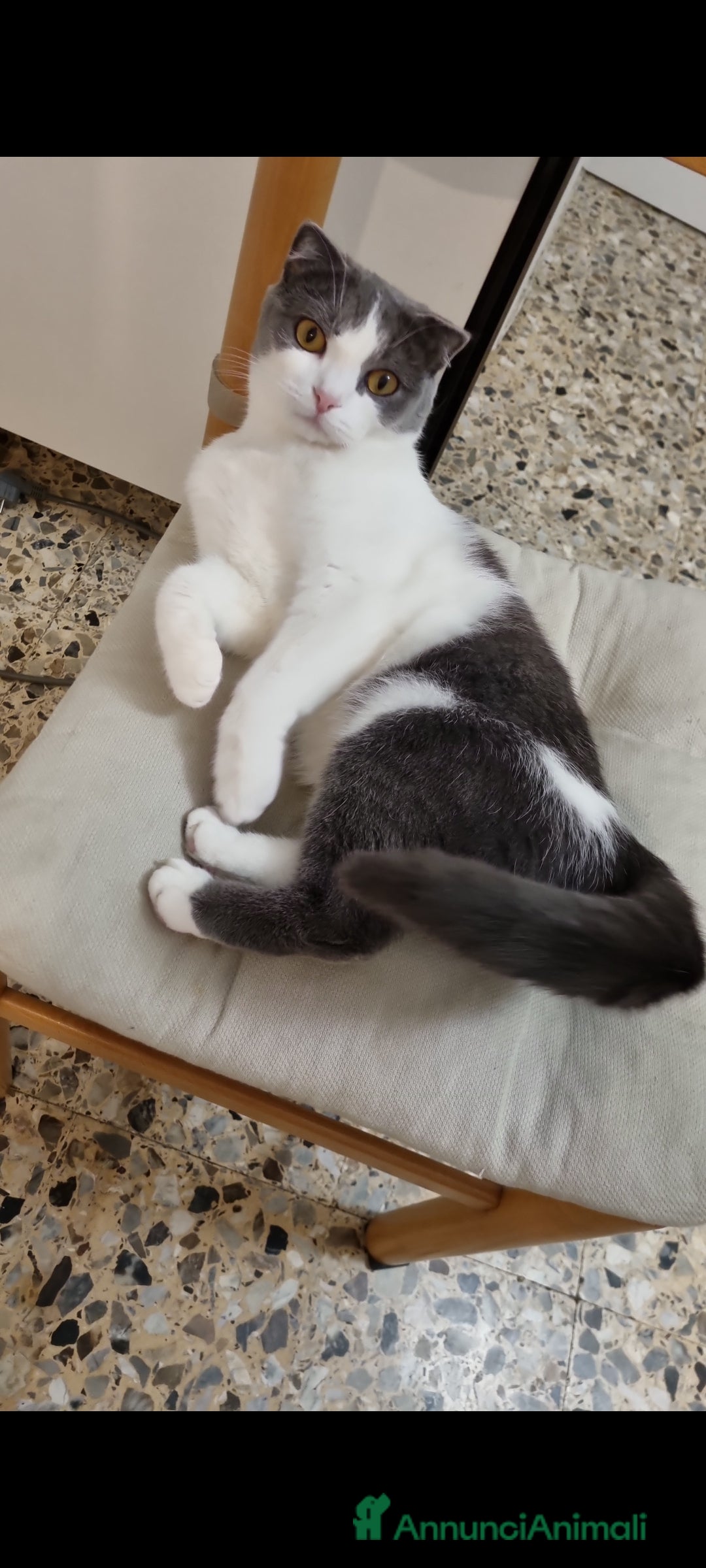 Scottish gatti per accoppiamento: Mia cerca fidanzato a Città metropolitana di Milano - Immagine 3