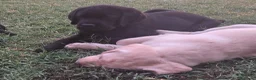 Labrador cani in vendita: Cucciolo Labrador con pedegree - Annuncio 7
