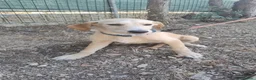 Meticcio cani in regalo: NICO E NEMO - Annuncio 4