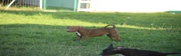 Pitbull cani in vendita: Cuccioli Pit Bull con pedigree anche a rate - Annuncio 16