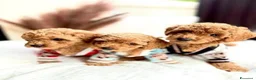 Barboncino Toy cani in vendita: Barboncino Toy tenerissima a Provincia di Catanzaro - Annuncio 6