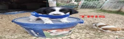 Meticcio cani in regalo: CUCCIOLI 2 mesi taglia media - Annuncio 11