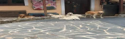 Golden Retriever cani in vendita: Cuccioli di golden Retriever  - Annuncio 11