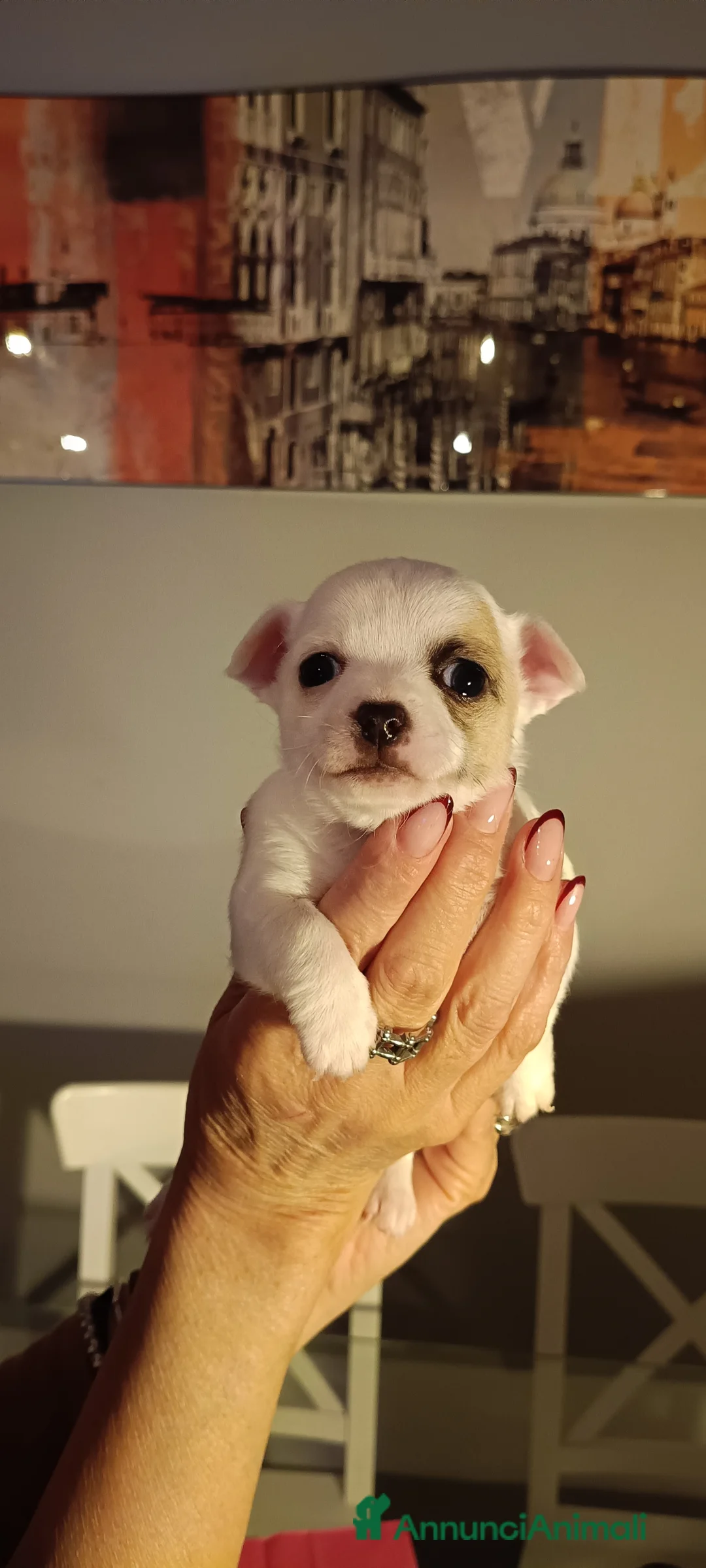 Chihuahua cani in vendita: Chihuahua a Provincia del Verbano-Cusio-Ossola - Annuncio 9