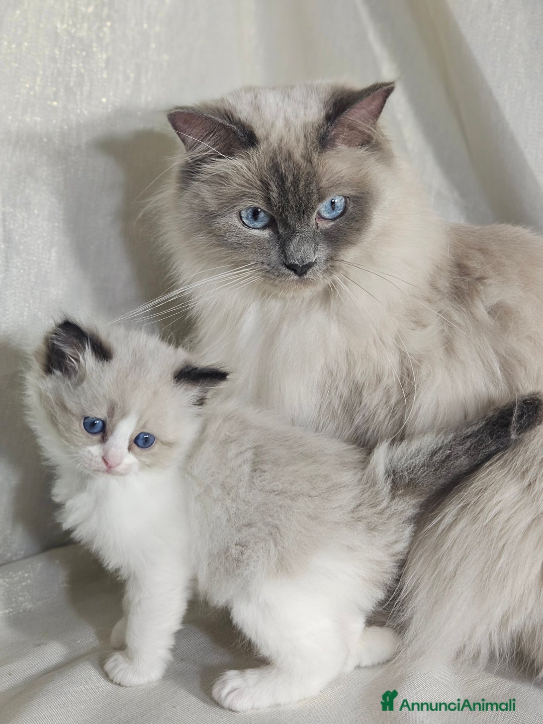 Ragdoll gatti in vendita: Stupenda cucciolata Ragdoll - Annuncio 2