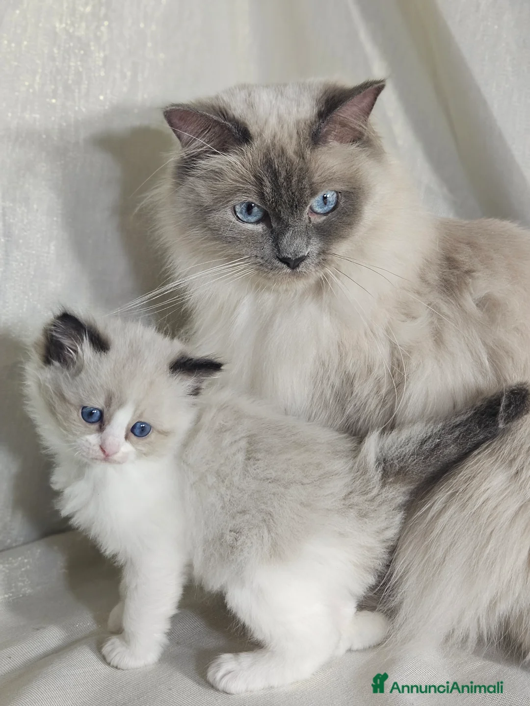 Ragdoll gatti in vendita: Stupenda cucciolata Ragdoll - Annuncio 10