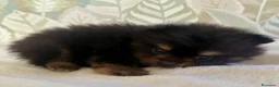 Volpino Pomerania cani in vendita: Bellissimi cuccioli di Pomerania  a Città metropolitana di Roma Capitale - Annuncio 2
