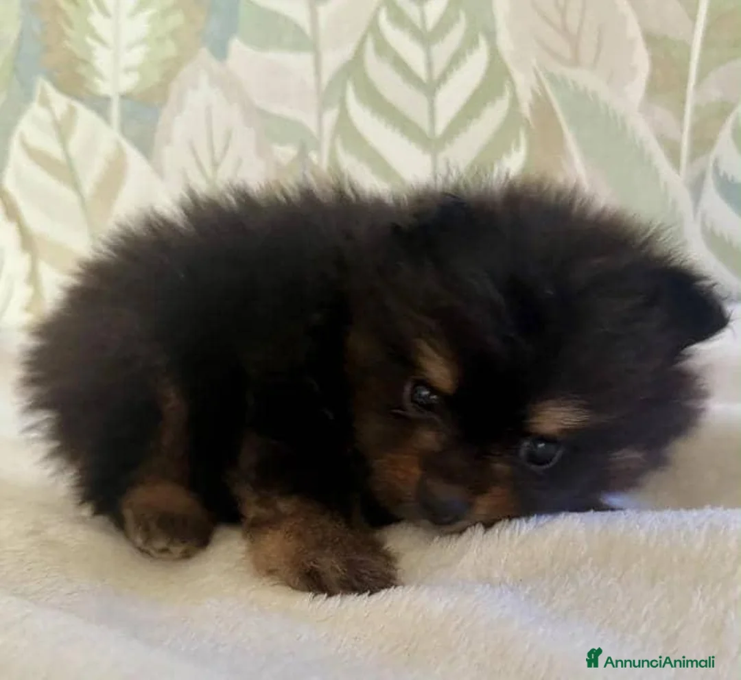 Volpino Pomerania cani in vendita: Bellissimi cuccioli di Pomerania  a Città metropolitana di Roma Capitale - Annuncio 2