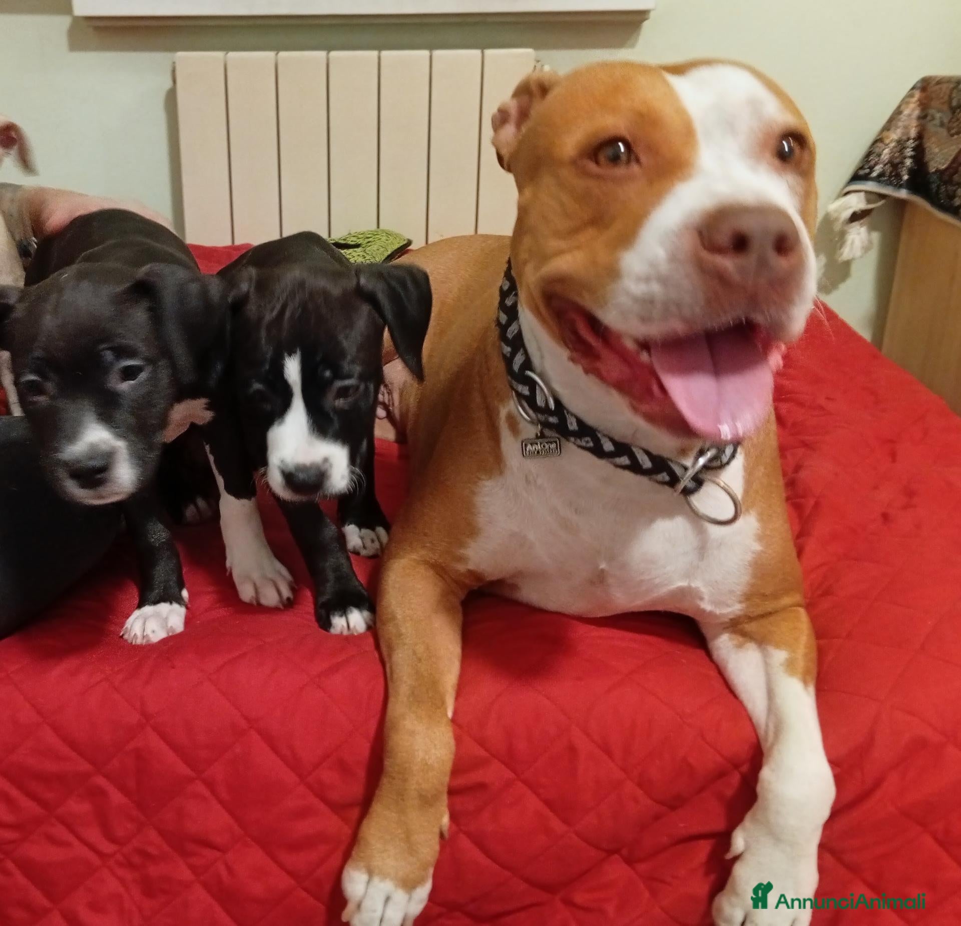 Pitbull cani Cucciole American Pitbull terrier  - Annuncio 1