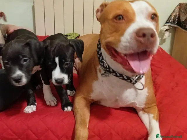 Pitbull cani Cucciole American Pitbull terrier - Annuncio 1