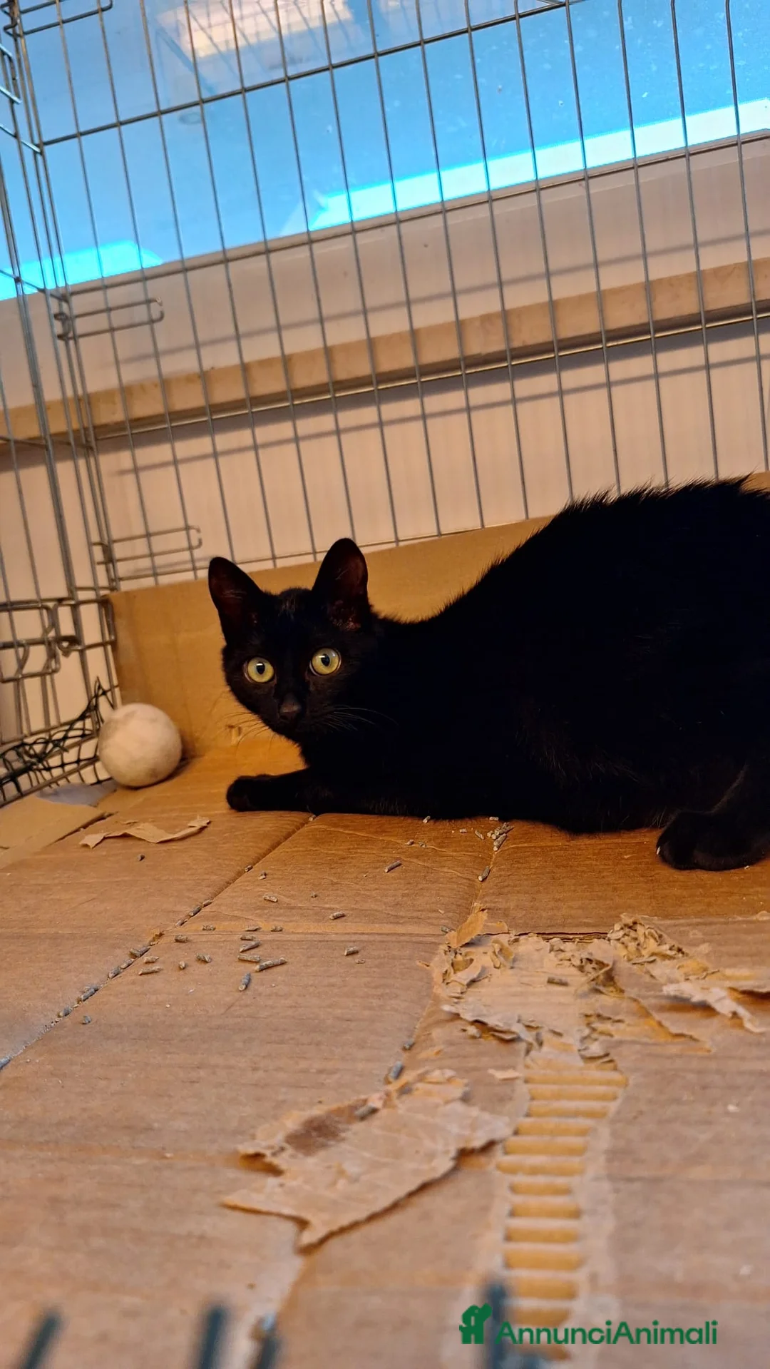 Europeo gatti in regalo: Sofia 6 mesi di dolcezza tutta da conquistare  - Annuncio 5