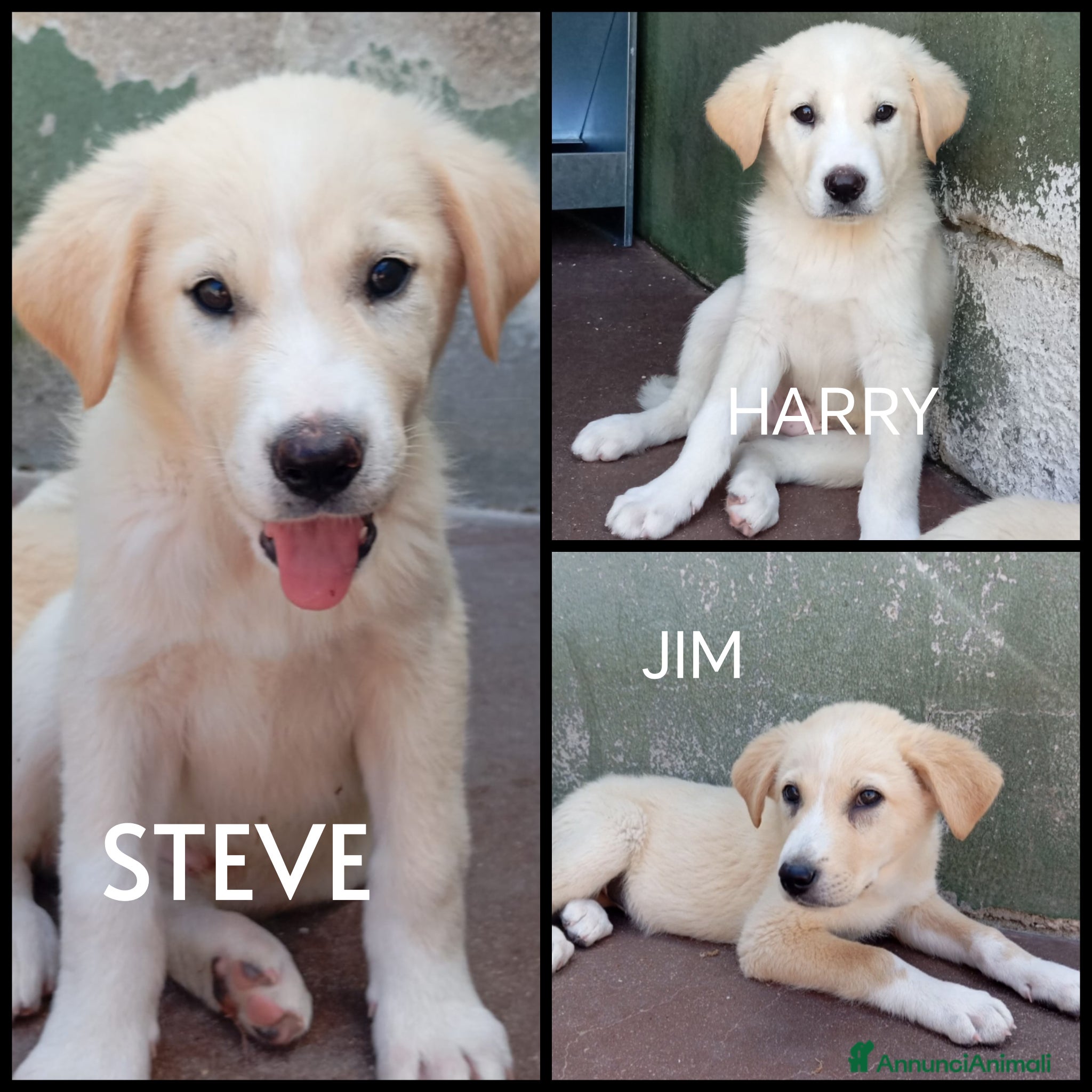 Meticcio cani Tre cuccioli mix golden! (3 mesi)  - Annuncio 4