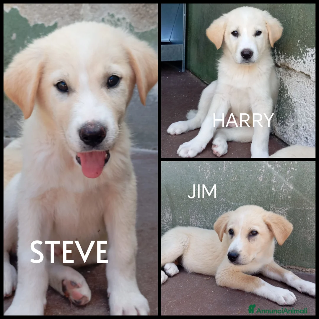 Meticcio cani in regalo: Tre cuccioli mix golden! (3 mesi)  - Annuncio 1