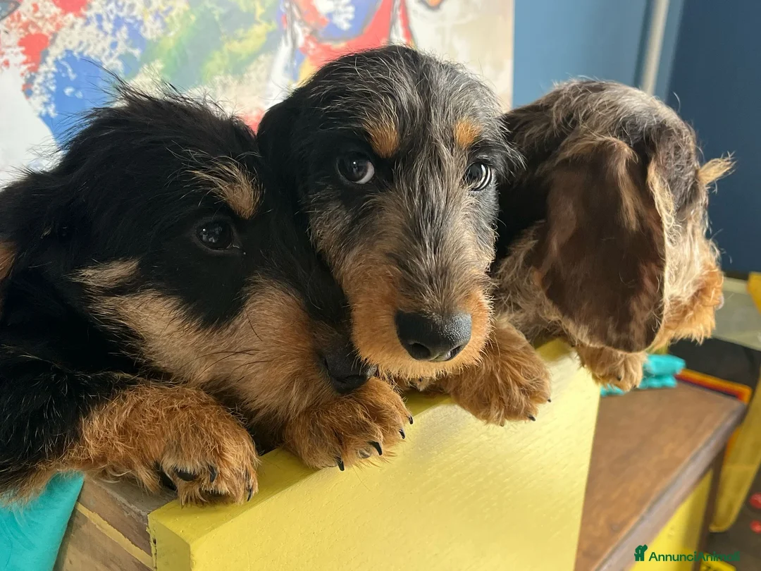 Immagine della galleria {{count}}