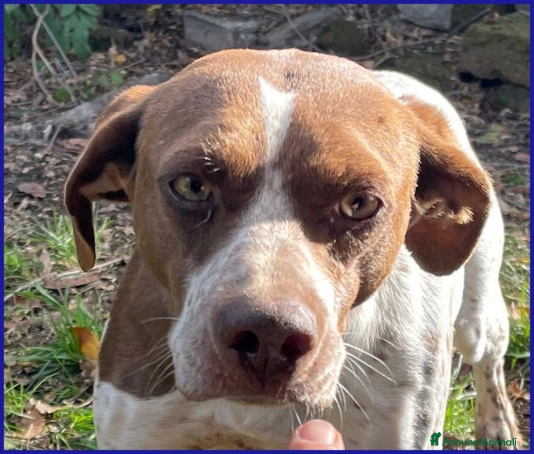 Meticcio cani in regalo: ARANCIA giovane pointerina  - Annuncio 4