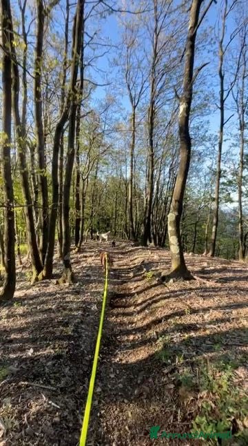 Meticcio cani in regalo: Lola: socievole, equilibrata, affettuosa  - Annuncio 5