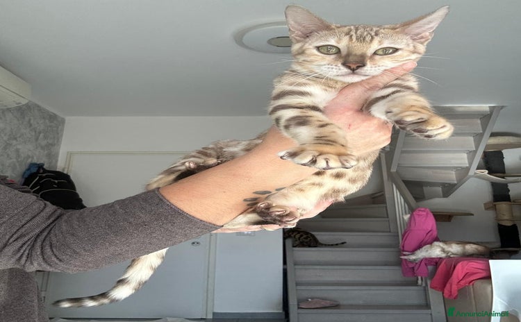 Bengala gatti Cuccioli di Bengala  - Annuncio 12