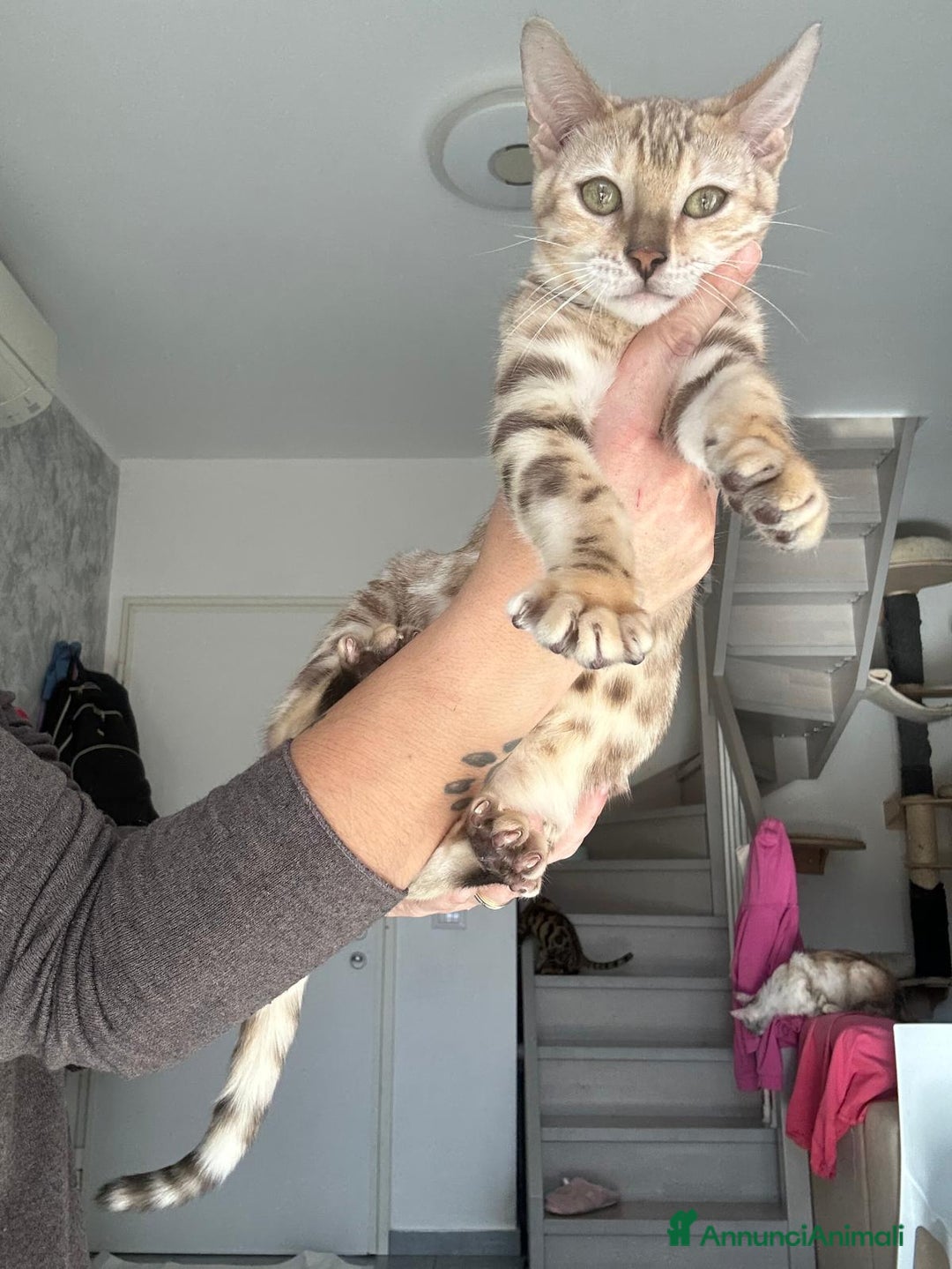 Bengala gatti in vendita: Cuccioli di Bengala  - Annuncio 1