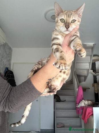 Bengala gatti Cuccioli di Bengala - Annuncio 12
