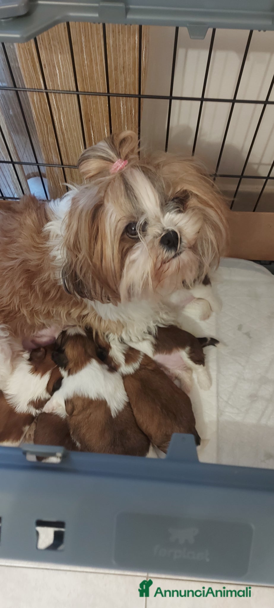 Shih Tzu cani Shitzu - Annuncio 3