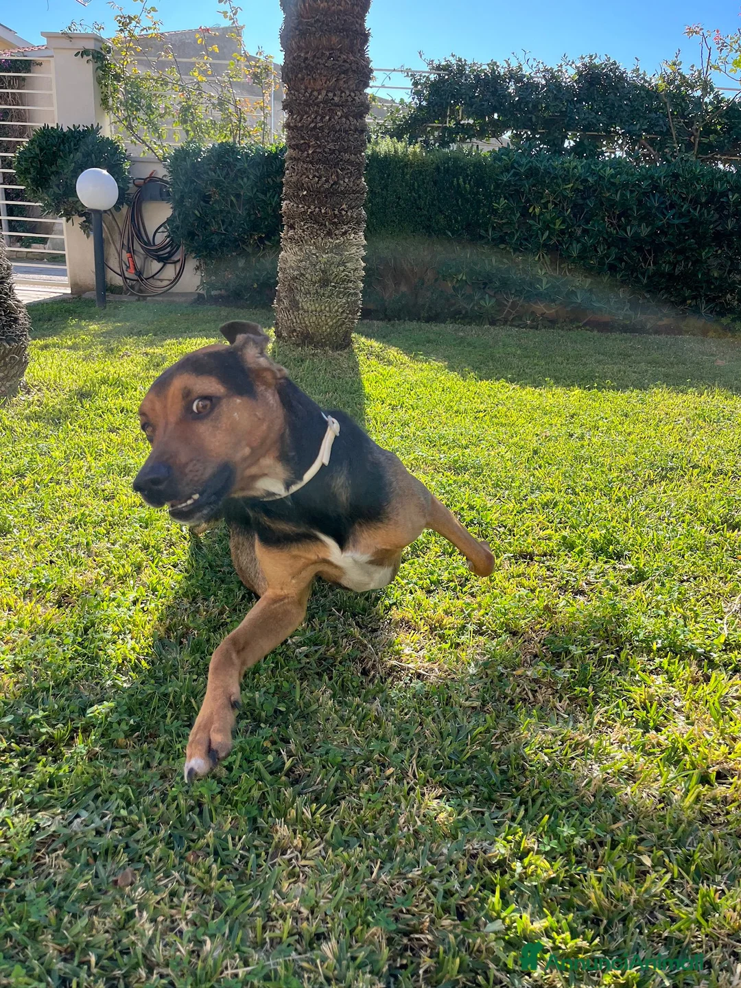 Meticcio cani in regalo: Annuncio Adozione Cane Dolcissimo - Annuncio 3