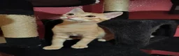 Meticcio gatti in regalo: 3 mesi, abituato in casa, DOLCISSIMO  - Annuncio 2