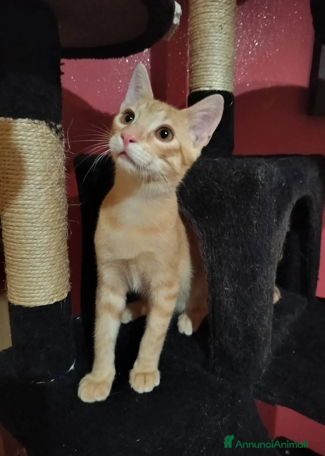 Meticcio gatti in regalo: 3 mesi, abituato in casa, DOLCISSIMO  - Annuncio 2