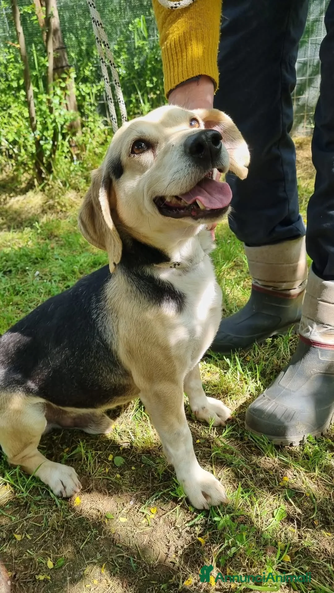 Meticcio cani in regalo: Fernando taglia piccola a Provincia di Viterbo - Annuncio 3