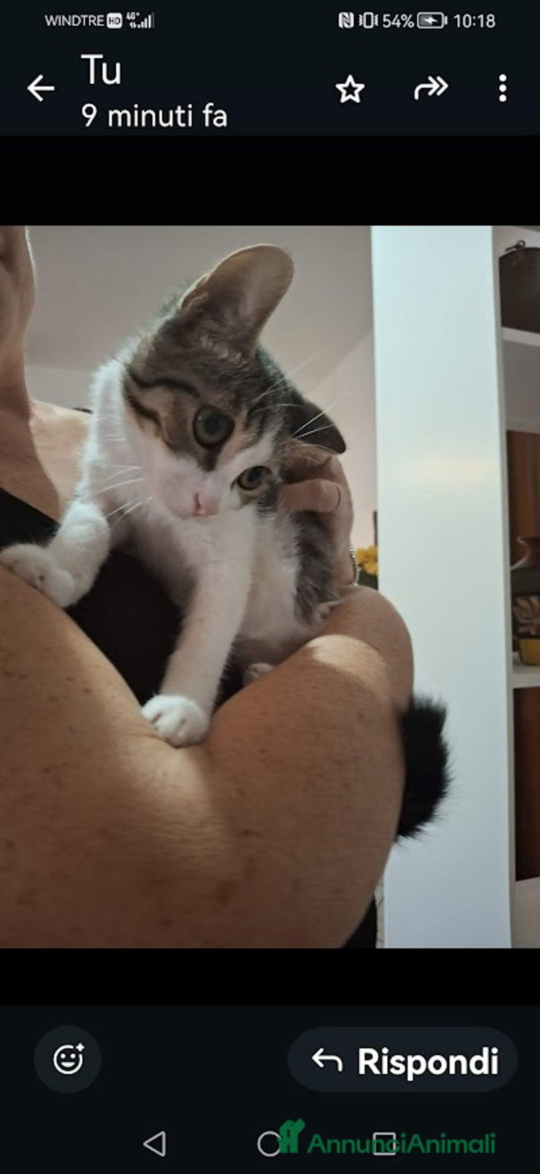 Europeo gatti in regalo: PICCOLO CONNOR 5 MESI DI DOLCEZZA - Annuncio 11