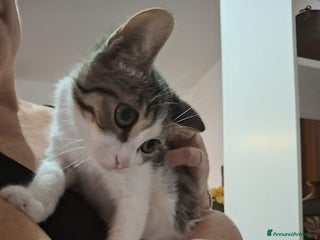 Europeo gatti PICCOLO CONNOR 5 MESI DI DOLCEZZA - Annuncio 36