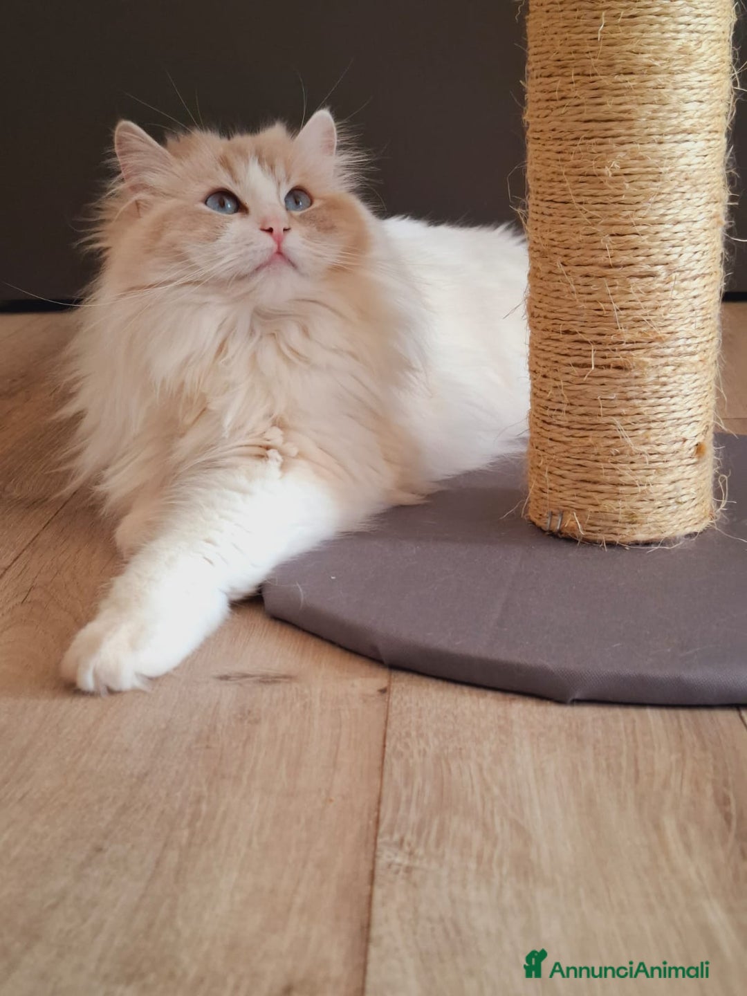 Ragdoll gatti in vendita: Ragdoll  con Pedigree .Pagamento anche a rate  a Province of Asti - Immagine 12