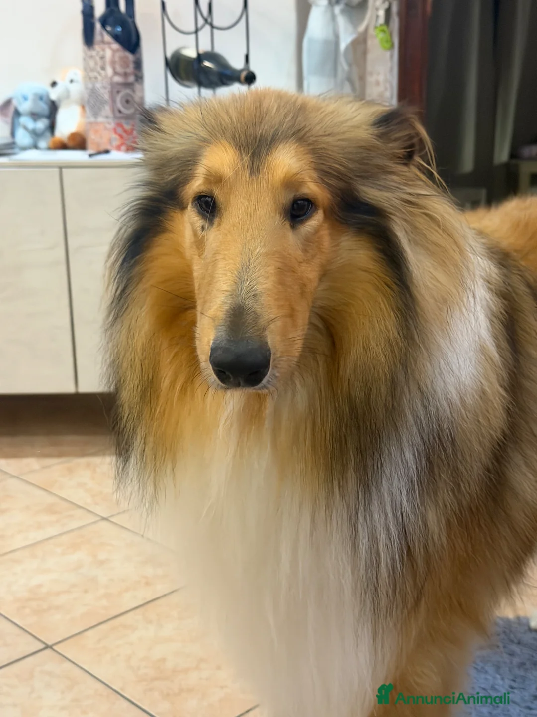 Collie cani per accoppiamento: Collie Pastore Scozzese per accoppiamento a Provincia di Massa e Carrara - Annuncio 2