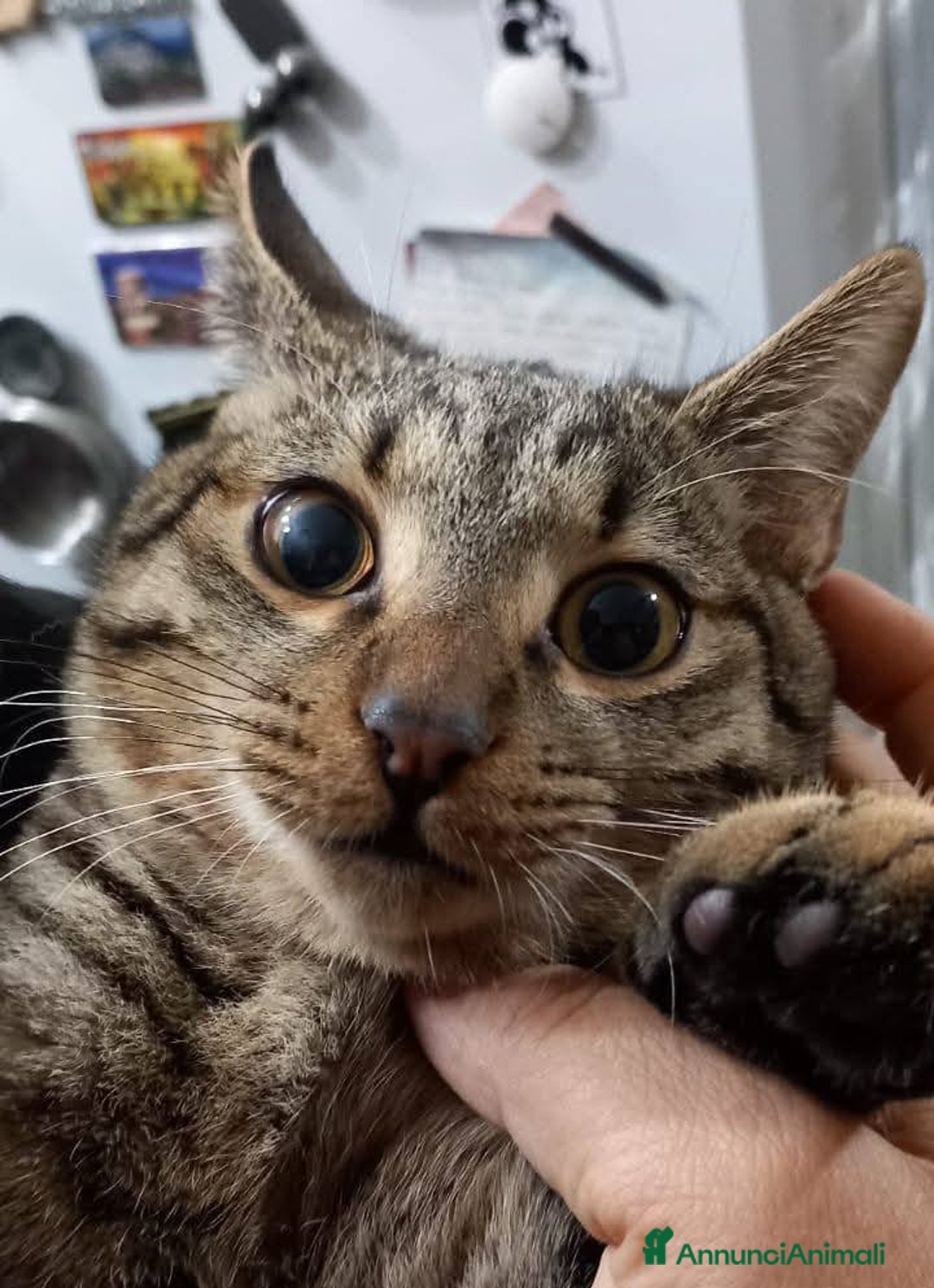 Europeo gatti in regalo: TIGRO, adorabile micino da adottare! - Annuncio 4