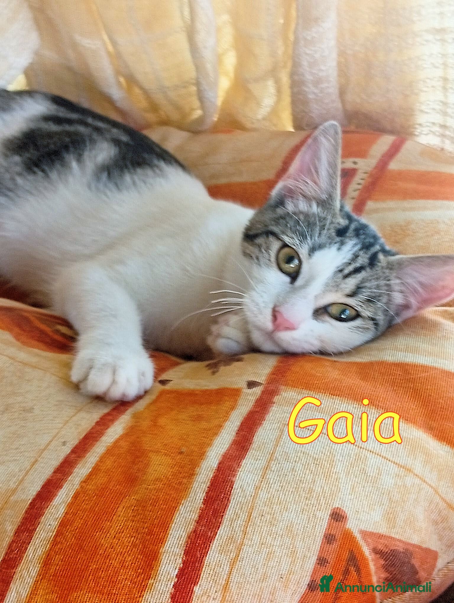 Europeo gatti GINO E GAIA DOLCISSIMI GATTINI - Annuncio 5