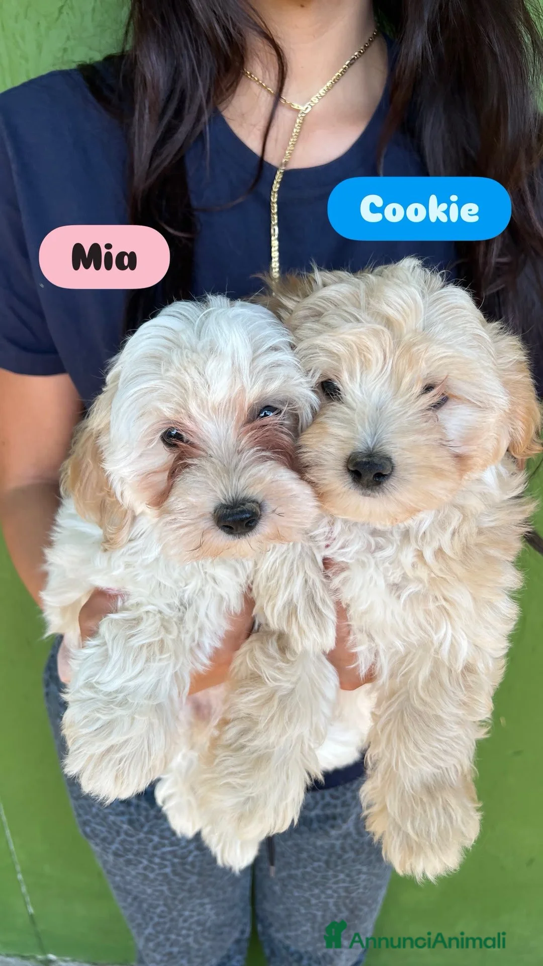 Maltipoo cani in vendita: maltipoo - Annuncio 1