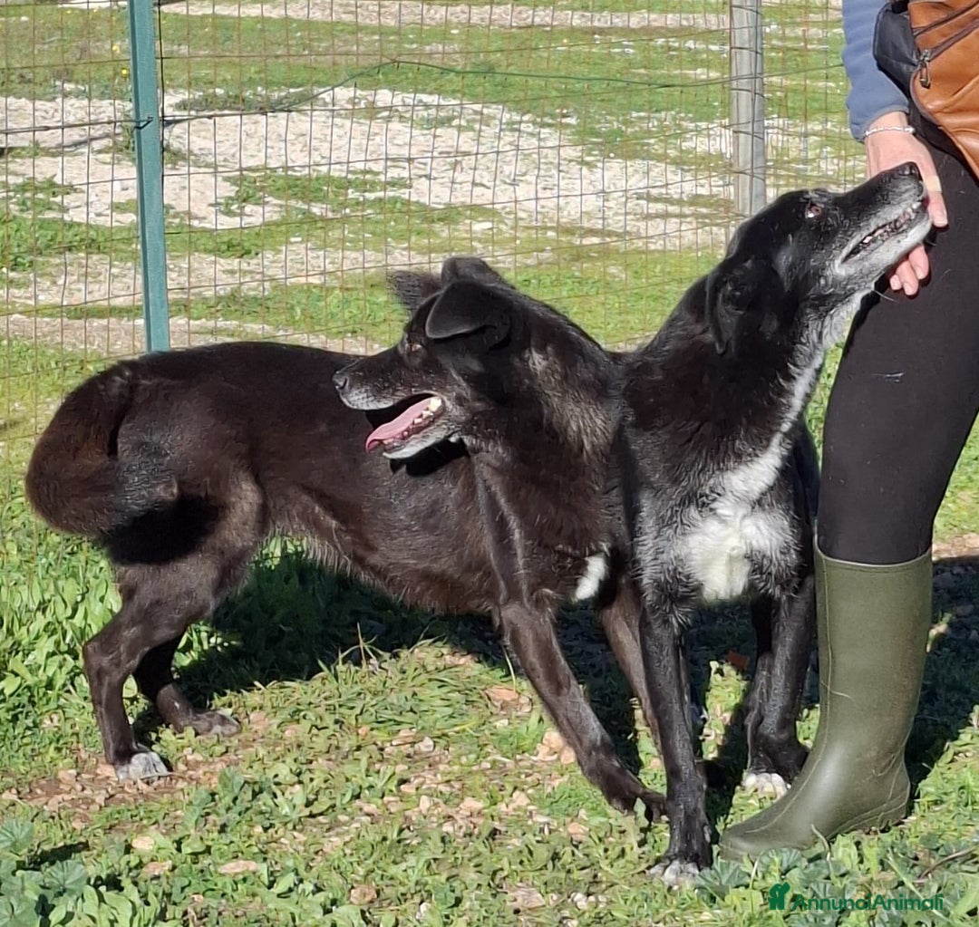 Meticcio cani in regalo: Crik&Crok Cerca Famiglia. Info Monica 3890238584 - Annuncio 20