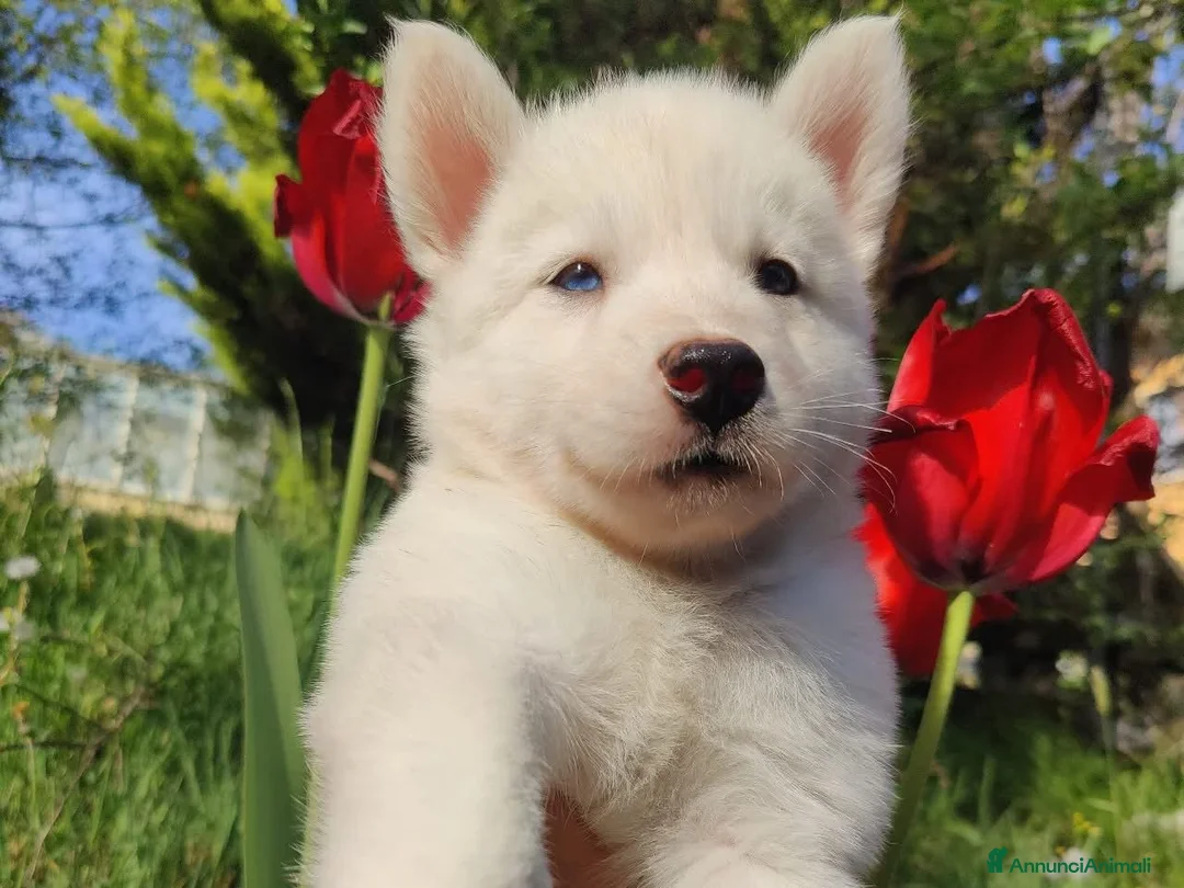 Yakutian Laika cani in vendita: Cuccioli di Yakutian Laika - Annuncio 11