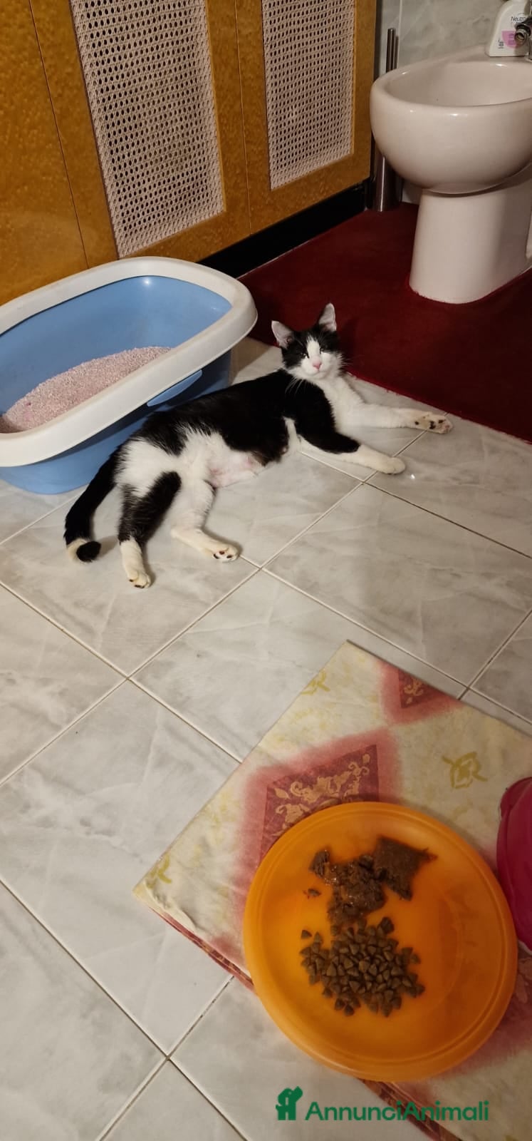 Meticcio gatti in regalo: Felixia e piccoli  - Annuncio 2