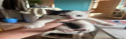 Europeo gatti in vendita: Cucciolata di gatti europei - Annuncio 5