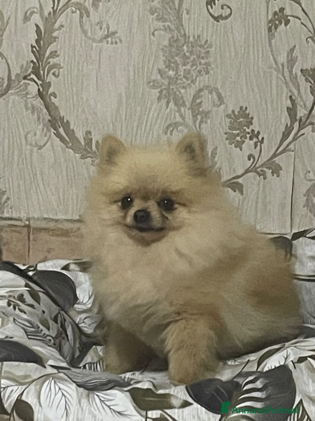 Spitz cani per accoppiamento: Spitz Nano Pomerania - Annuncio 2