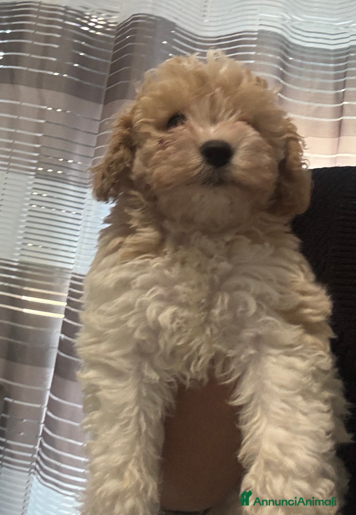 Barboncino cani Barboncina - Annuncio 2