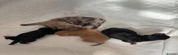 Chihuahua cani in vendita: Cuccioli di Chihuahua  a Provincia di Brescia - Annuncio 6