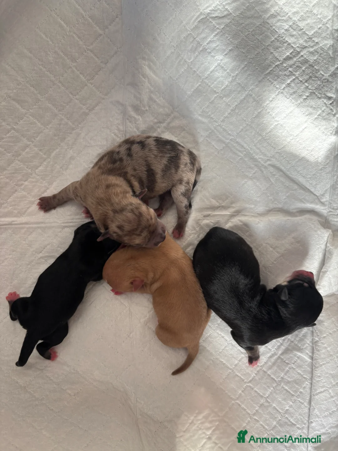 Chihuahua cani in vendita: Cuccioli di Chihuahua  a Provincia di Brescia - Annuncio 6